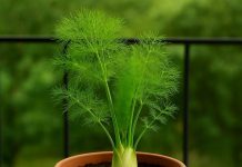 how to grow saunf at home । घर पर सौंफ उगाने का तरीका