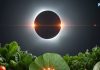 surya grahan on Sarva Pitru Amavasya vastu eating tips avoid 5 things to eat on Solar eclipse | रात्रि के समय सूर्य ग्रहण, भूलकर भी न खाएं ये 5 चीजें! रोग-शोक का घर में होगा प्रवेश, बिखर जाएंगी खुशियां