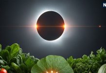 surya grahan on Sarva Pitru Amavasya vastu eating tips avoid 5 things to eat on Solar eclipse | रात्रि के समय सूर्य ग्रहण, भूलकर भी न खाएं ये 5 चीजें! रोग-शोक का घर में होगा प्रवेश, बिखर जाएंगी खुशियां