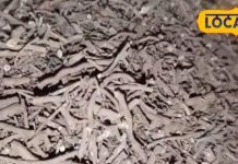 आयुर्वेद का खजाना! एक जड़ी-बूटी… और असर चमत्कारी, बवासीर-खांसी से लेकर अस्थमा तक में देती है राहत – Uttar Pradesh News