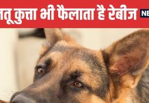 Ahmedabad Police Inspector Dies from Dog Scratch | अहमदाबाद में कुत्ते की खरोंच से पुलिस इंस्पेक्टर की मौत | Dog Scratch Cause Rabies Infection