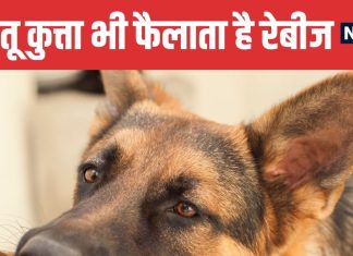Ahmedabad Police Inspector Dies from Dog Scratch | अहमदाबाद में कुत्ते की खरोंच से पुलिस इंस्पेक्टर की मौत | Dog Scratch Cause Rabies Infection