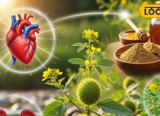 Health Tips: किडनी स्टोन का रामबाण इलाज है ये औषधि, इम्यूनिटी से लेकर हार्ट हेल्थ…सबका रखती है ख्याल – Uttar Pradesh News