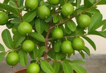 How to grow guava in pot । अमरूद गमले में कैसे उगाएं जानें टिप्स