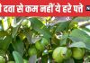 Guava Leaves Natural Remedy for Gum Problems | मसूड़ों की कई समस्याओं का प्राकृतिक इलाज हैं अमरूद के पत्ते