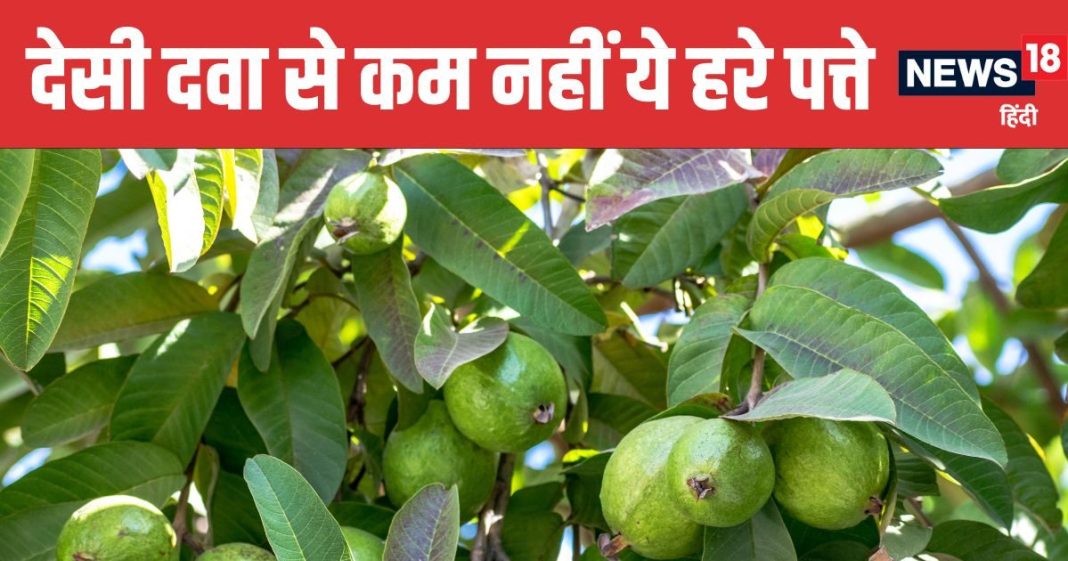 Guava Leaves Natural Remedy for Gum Problems | मसूड़ों की कई समस्याओं का प्राकृतिक इलाज हैं अमरूद के पत्ते