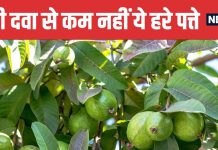 Guava Leaves Natural Remedy for Gum Problems | मसूड़ों की कई समस्याओं का प्राकृतिक इलाज हैं अमरूद के पत्ते