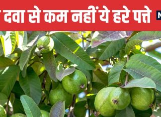 Guava Leaves Natural Remedy for Gum Problems | मसूड़ों की कई समस्याओं का प्राकृतिक इलाज हैं अमरूद के पत्ते