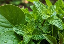 Natural Antibiotic Leaves for Immunity | इन पत्तों से बीमारियों को कहें अलविदा