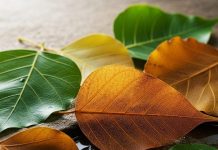 Health Benefits of Peepal Leaves | पीपल के पत्तों के फायदे और उपयोग