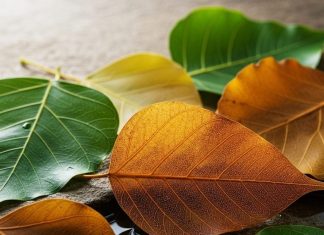 Health Benefits of Peepal Leaves | पीपल के पत्तों के फायदे और उपयोग