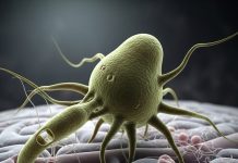 क्या होता है ब्रेन को खाने वाला अमीबा, जिससे केरल में 5 मौतें, क्या ये गीजर में भी पैदा हो सकता है