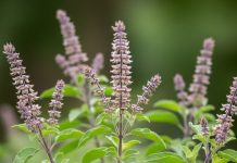 रोज सुबह खाली पेट चबाएं तुलसी की पत्तियां, मिलेंगे ये जबरदस्त फायदे; जानें सही तरीका – Uttar Pradesh News