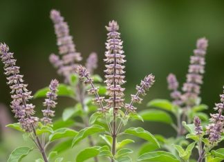 रोज सुबह खाली पेट चबाएं तुलसी की पत्तियां, मिलेंगे ये जबरदस्त फायदे; जानें सही तरीका – Uttar Pradesh News