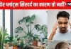 Indoor plants that cause headaches: घर में लगे ये पौधे बनते हैं सिरदर्द का कारण, आपने तो नहीं लगाया?