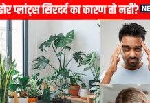 Indoor plants that cause headaches: घर में लगे ये पौधे बनते हैं सिरदर्द का कारण, आपने तो नहीं लगाया?
