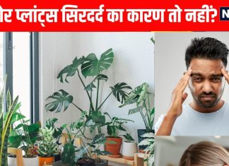 Indoor plants that cause headaches: घर में लगे ये पौधे बनते हैं सिरदर्द का कारण, आपने तो नहीं लगाया?