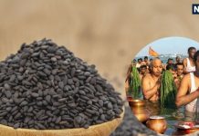 kale til in pitru paksha Why kale til used in Shraddha rituals Know about kale til katha and beliefs in pitru paksha | श्राद्ध अनुष्ठानों में क्यों किया जाता है काले तिल का प्रयोग? जानें पौराणिक कथा और मान्यताएं