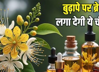 पुष्प ही नहीं… सुंदरता बढ़ाने के गुणों का खजाना है यह चीज! बढ़ती उम्र पर लगाती ब्रेक! जानें क्या कहता आयुर्वेद