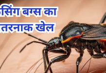किसिंग बग्स से अमेरिका में हड़कंप, रात में इंसान का खून चूसता है यह पैरासाइट, क्या है यह बीमारी, क्या किस करने से फैलता है, जानें