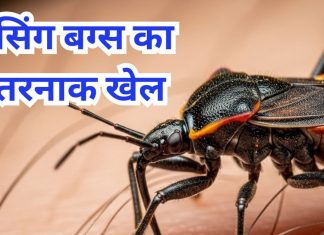 किसिंग बग्स से अमेरिका में हड़कंप, रात में इंसान का खून चूसता है यह पैरासाइट, क्या है यह बीमारी, क्या किस करने से फैलता है, जानें