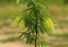 Planting Shami plant on Dussehra brings these Benefits । दशहरे पर शमी का पौधा लगाने का महत्व