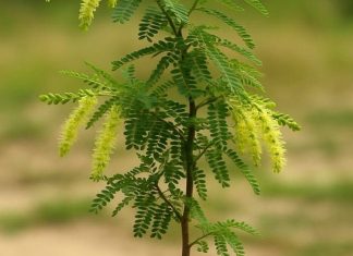 Planting Shami plant on Dussehra brings these Benefits । दशहरे पर शमी का पौधा लगाने का महत्व