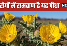 Satyanashi Plant Can Cure Sexual Problems in 21 Days | सत्यानाशी पौधा सिर्फ 21 दिन में नपुंसकता कर सकता है दूर
