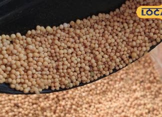 क्या आप जानते हैं पीली सरसों से कैसे बनते हैं घरेलू और आयुर्वेदिक नुस्खे?