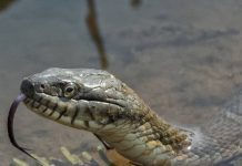 बारिश में ज्यादा काटते हैं सांप, एक्सपर्ट ने दिए ऐसे टिप्स, बाल भी बांका नहीं होगा snake safety tips by expert to prevent snake bite in rainy season