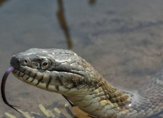 बारिश में ज्यादा काटते हैं सांप, एक्सपर्ट ने दिए ऐसे टिप्स, बाल भी बांका नहीं होगा snake safety tips by expert to prevent snake bite in rainy season