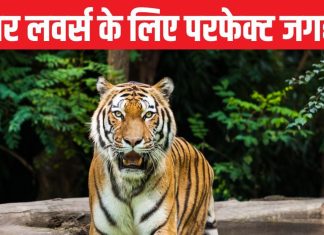 Tiger safari in India: भारत के 9 बेस्ट नेशनल पार्क