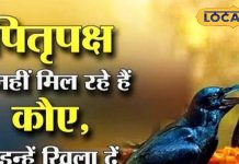 कौवा है पितरों का दूत, लेकिन अगर ना दिखे तो श्राद्ध कैसे करें? जानिए शास्त्रों में बताई गई ये खास विधि