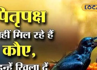 कौवा है पितरों का दूत, लेकिन अगर ना दिखे तो श्राद्ध कैसे करें? जानिए शास्त्रों में बताई गई ये खास विधि