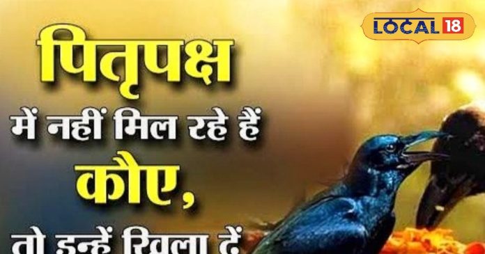 कौवा है पितरों का दूत, लेकिन अगर ना दिखे तो