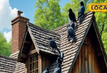 छत पर इस दिशा में बैठकर कौवा करे कांव-कांव…तुरंत हो जाएं अलर्ट, ये संकट की चेतवानी, पितृपक्ष में ज्यादा जरूरी