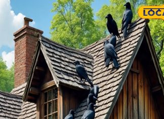 छत पर इस दिशा में बैठकर कौवा करे कांव-कांव…तुरंत हो जाएं अलर्ट, ये संकट की चेतवानी, पितृपक्ष में ज्यादा जरूरी