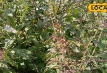 तुलसी के नीचे रोज जलाएं घी का दीपक! कुछ ही दिनों में दिखेगा चमत्कार, देवी लक्ष्मी खुद चलकर आएंगी आपके द्वार