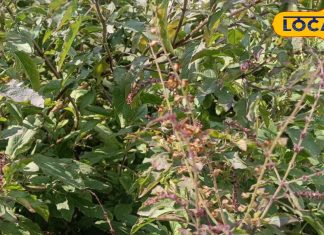 तुलसी के नीचे रोज जलाएं घी का दीपक! कुछ ही दिनों में दिखेगा चमत्कार, देवी लक्ष्मी खुद चलकर आएंगी आपके द्वार