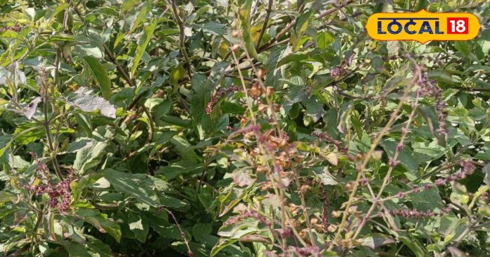 तुलसी के नीचे रोज जलाएं घी का दीपक! कुछ ही