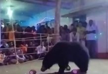 देवी मंदिर में रोज शाम 7 बजे आता है….जंगली भालुओं का झुंड, बस नवरात्रि में ही ये चमत्कार, देखें Video