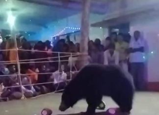 देवी मंदिर में रोज शाम 7 बजे आता है….जंगली भालुओं का झुंड, बस नवरात्रि में ही ये चमत्कार, देखें Video