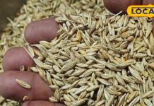 नवरात्रि में जौ के उपाय: सुख-समृद्धि के लिए पंडित से जानें टिप्स