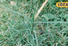 भगवान गणेश को प्रिय ये छोटी सी घास, चढ़ाने मात्र से मिट जाते हैं रोग!