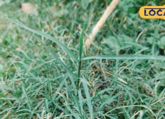 भगवान गणेश को प्रिय ये छोटी सी घास, चढ़ाने मात्र से मिट जाते हैं रोग!
