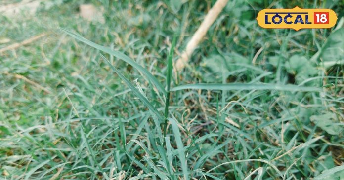 भगवान गणेश को प्रिय ये छोटी सी घास, चढ़ाने मात्र