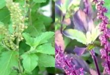 रामा तुलसी और श्यामा तुलसी में अंतर, पहचान और घर के लिए बेस्ट विकल्प.