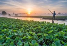 व्रत का ये फल उगता है कीचड़ में, मछली भी पलती है साथ, होती हैं दो सींगें, विचित्र कहानी