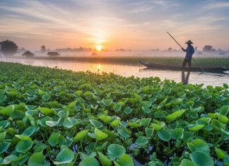 व्रत का ये फल उगता है कीचड़ में, मछली भी पलती है साथ, होती हैं दो सींगें, विचित्र कहानी