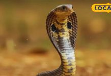 सपने में सांप का दिखना शुभ या अशुभ? भविष्य से जुड़े होते हैं संकेत! जानिए क्या कहता है स्वप्न शास्त्र